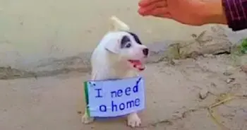 Abandoned Puppy Finds Hope on Neglected Street Corner