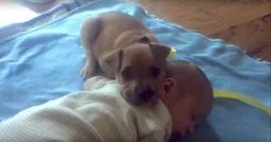 Abandoned Puppy Finds Lifelong Friend in Baby Boy