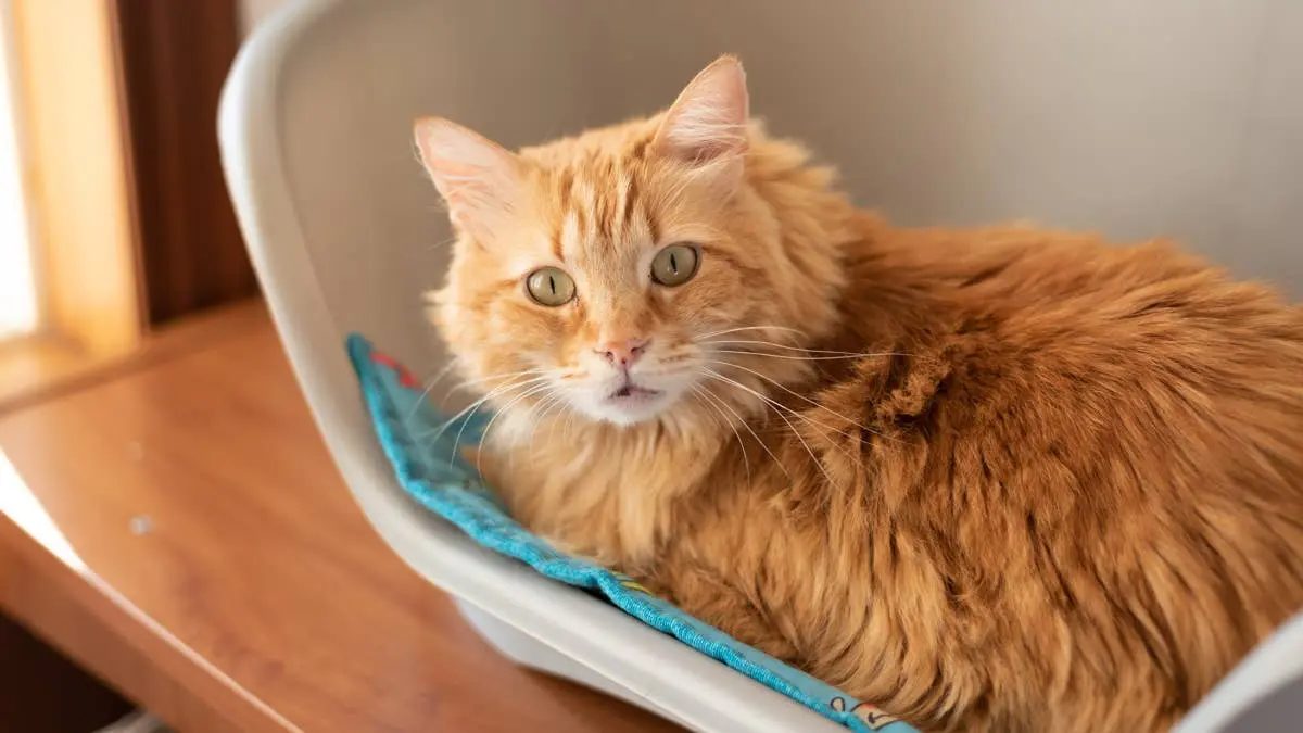 Skin-and-Bones Senior Cat Abandoned in a Carrier Chats Up Every Person She Meets Like She Is Making Up for Lost Time