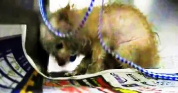 Abused Dog Scheduled for Euthanasia Bites Adopter During Rescue