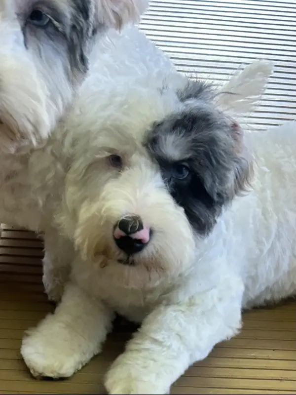 Deaf Mini Bernedoodle Puppy Sully Seeks Forever Home in Ohio