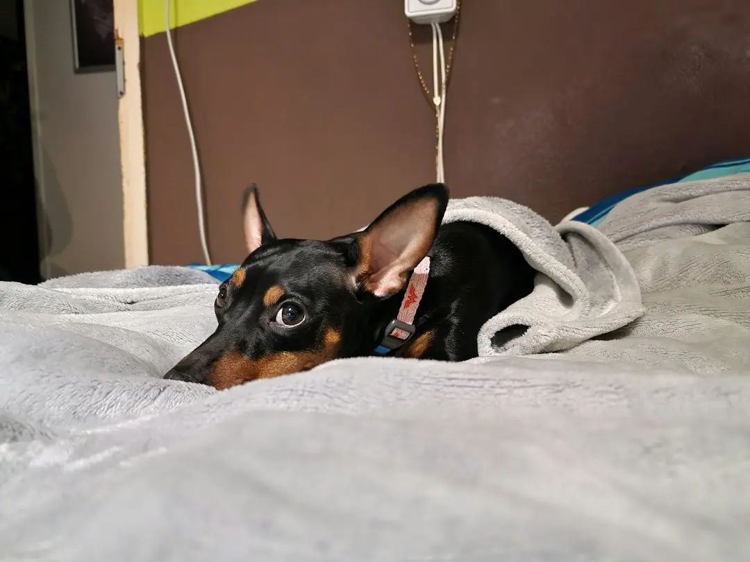 Adorable Puppy Discovers the Joy of Bananas