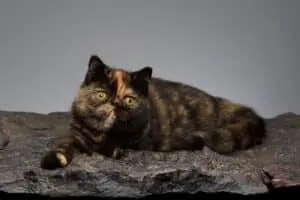 Best Cat Breeds for Backpackers in 2026