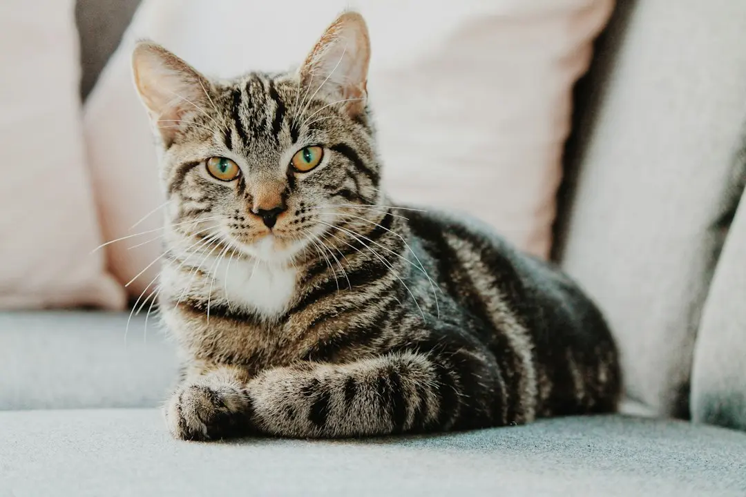 Alley Cat Allies opposes new Hawaii cat rules