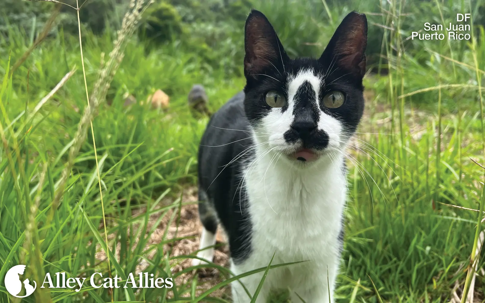 Alley Cat Allies Mobilizes to Shield Felines Ahead of Hurricane Isaias