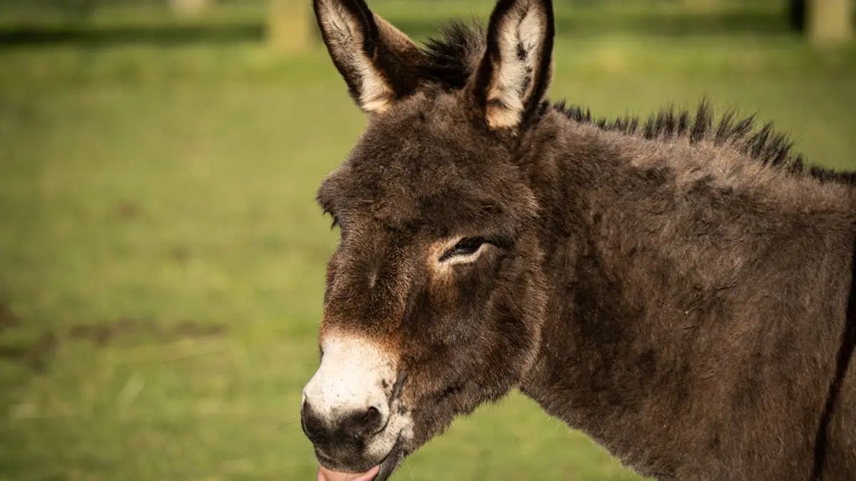 Annoyed Donkey Chases Dog Until Larger Animal Intervenes
