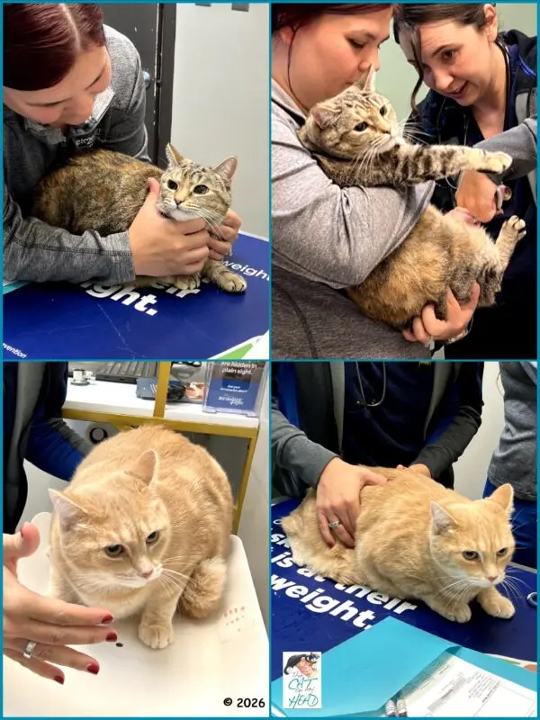 Audrey and Raleigh Complete Annual Veterinary Checkup After Close Call