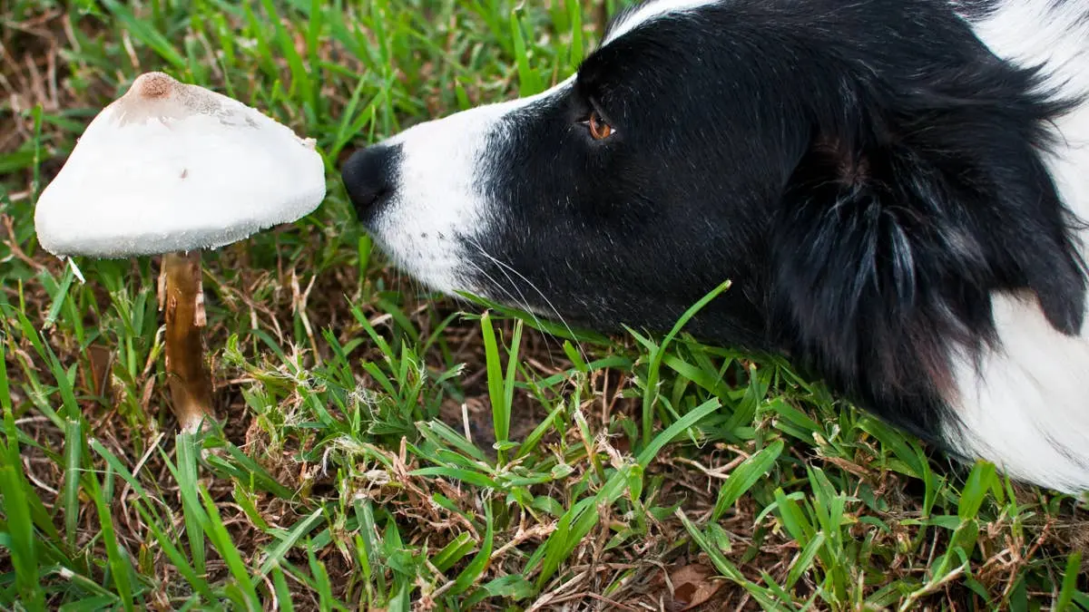 Autumn Mushroom Safety Guide for Pet Owners