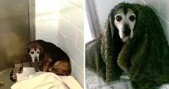 Senior Beagle Mix Reunites With Disabled Veteran After Two Years