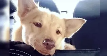 A Miniature Husky’s Long Road to Finding a Permanent Family