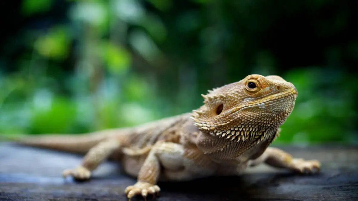 Pet Lizard's Leashed River Adventure Is Giving Major Tiny Dinosaur Energy