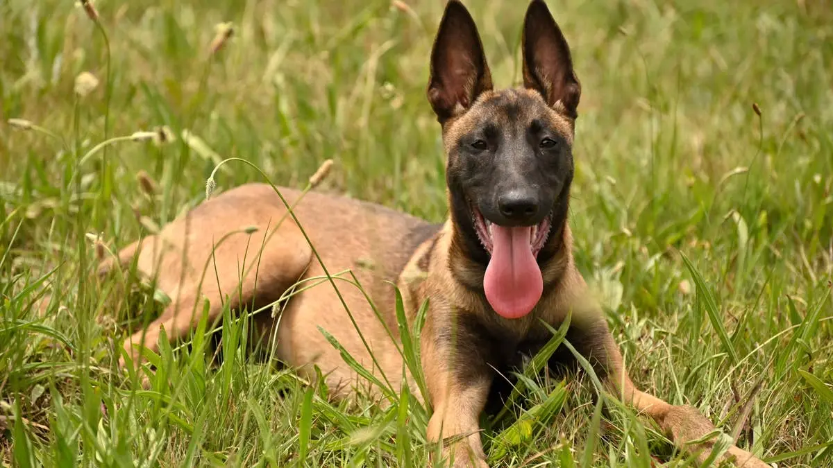 A Devoted Belgian Malinois Puppy Rescued After His Owner’s Tragic Death
