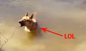 Bella the Border Collie Shakes Up Beach Day With Dramatic Swim Stop