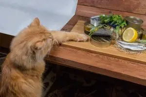 Fish Oil: The Secret to a Livelier, Healthier Cat