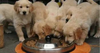 The Benefits of Choosing Fish-Based Diets for Canines
