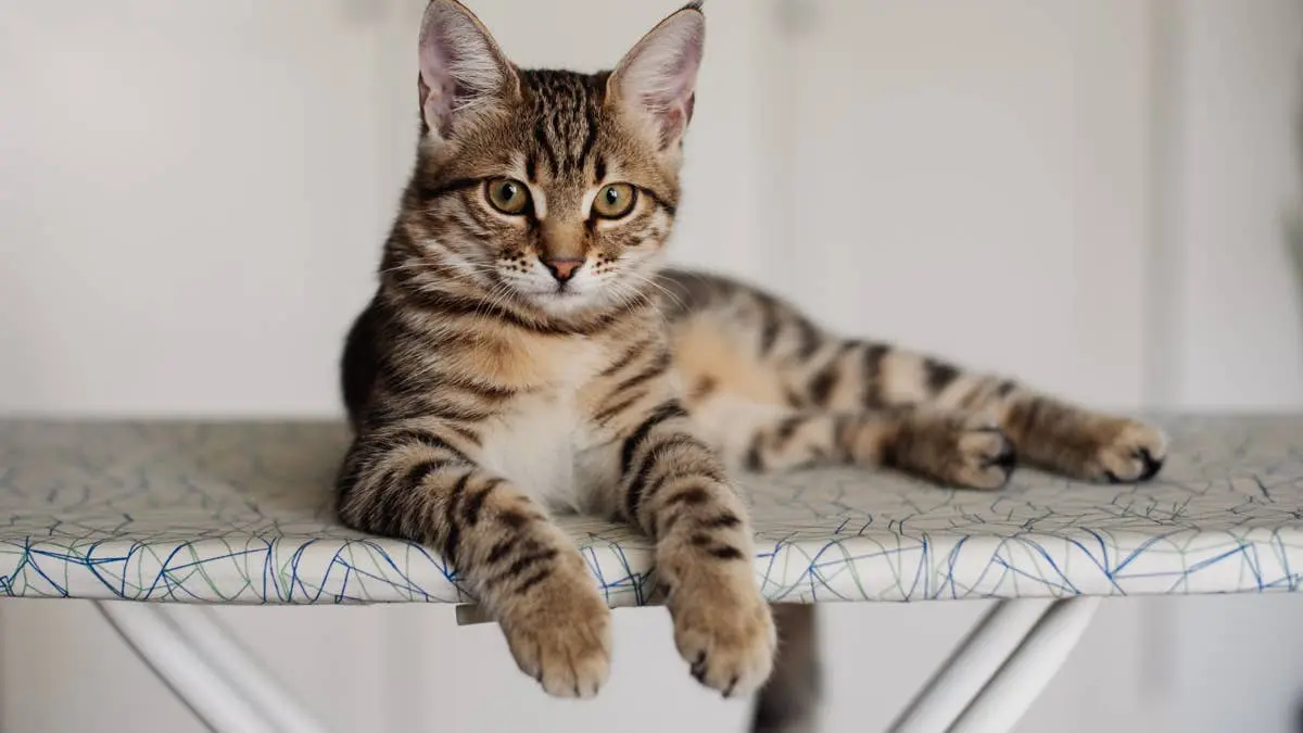Bengal Munchkin Cat Ringo Faces Online „Trial” as Netizens Rally Behind Feline