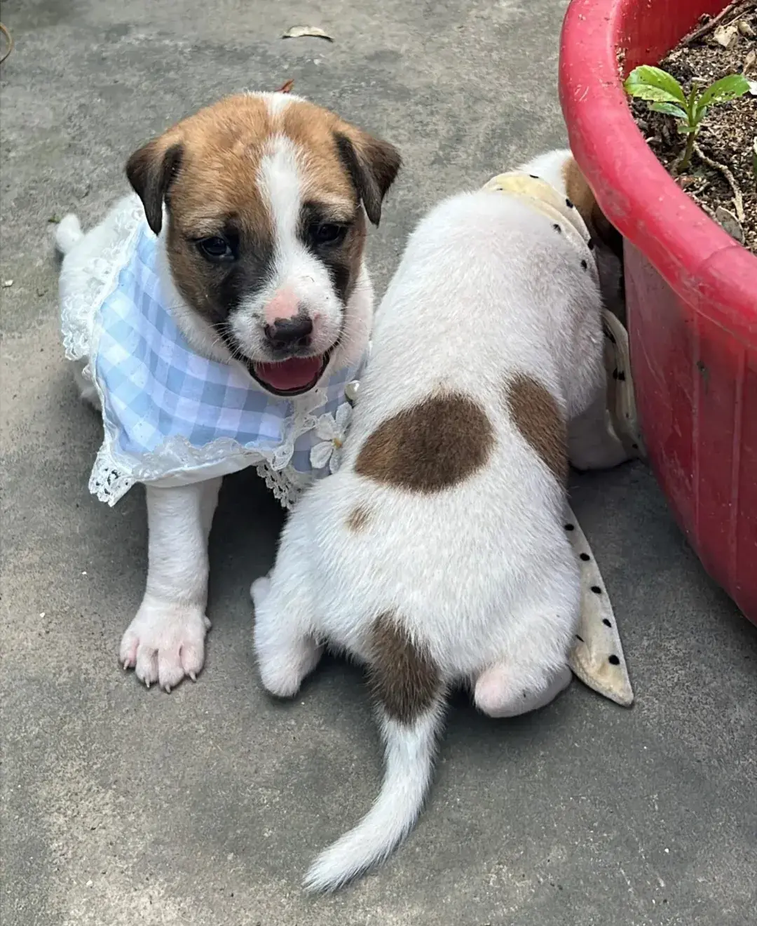 Bengal’s Stray Dog Feeding Rules Now Come With an ID Card