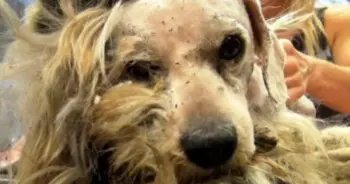 A Stray Dog’s Long Struggle on the Streets