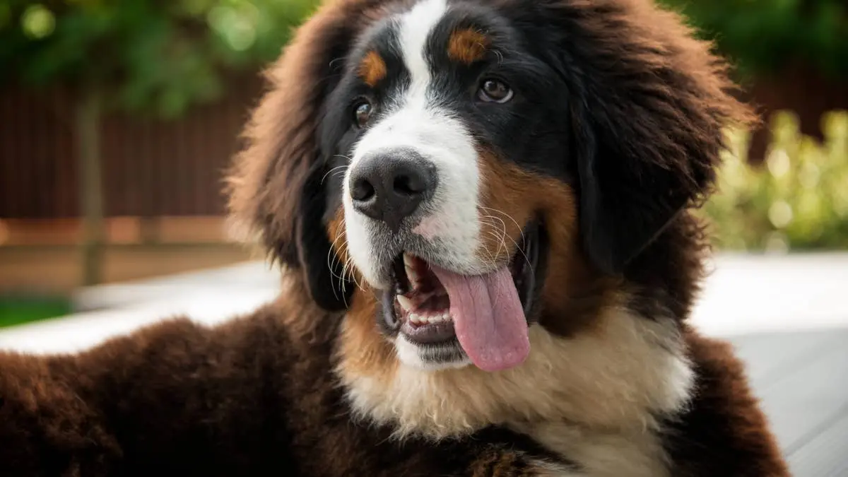 Bernese Mountain Dog Makes His Feelings Known About Closed Door