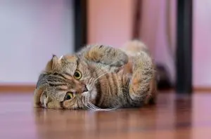 Top Feline Companions for Modern Professionals in 2026