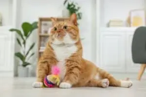 Best Cat Breeds for Office Workers and Busy Professionals