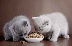 Best Cat Food 2026: Vet‑Approved Choices for Every Stage