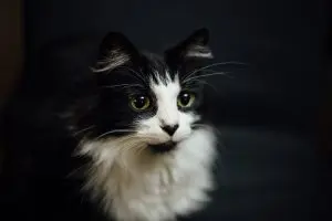 Cat‑Safe Air Fresheners: What Vets Recommend for 2026