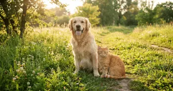 The Best Dog Breeds for Cat Owners in 2026