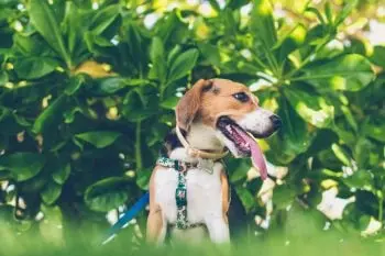 Protecting Your Dog from Fleas and Ticks: The Best Sprays of 2024