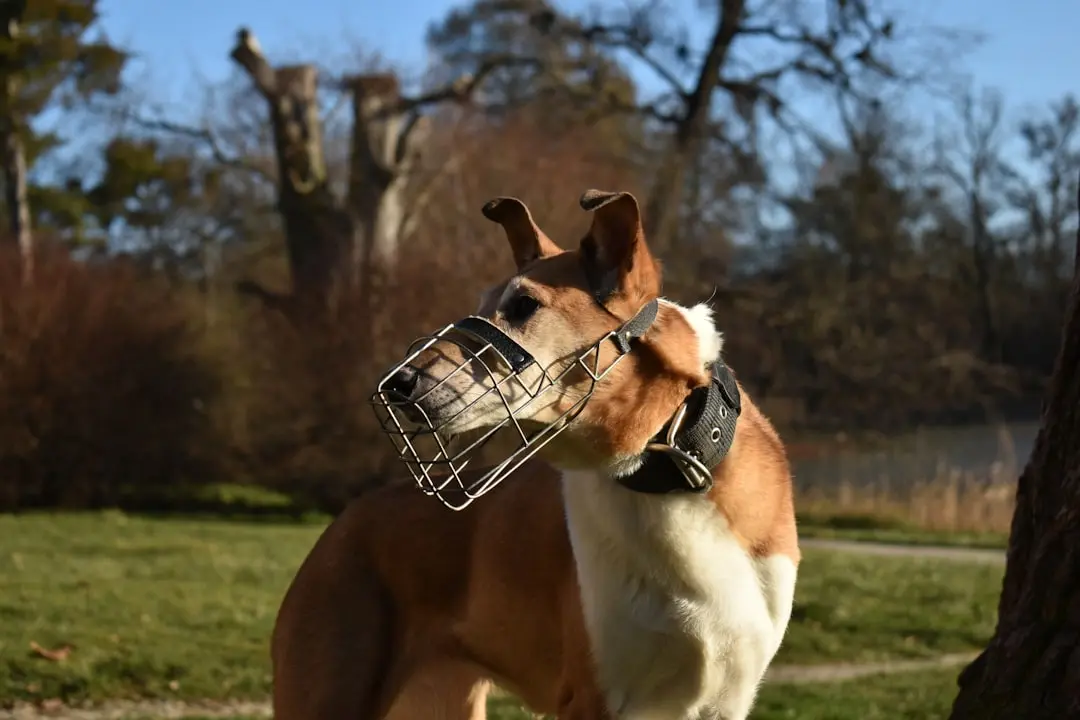 Best Muzzles for Reactive Dogs: What to Choose & Why