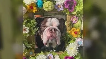 Betsy, the Manchester rescue, turns fence curiosity into family creativity