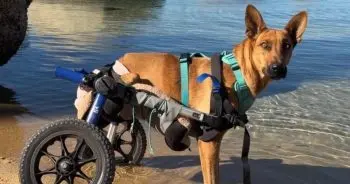 From Paralyzed Street Dog to Viral Sensation, Birdie Finds Her Unstoppable Forever Home