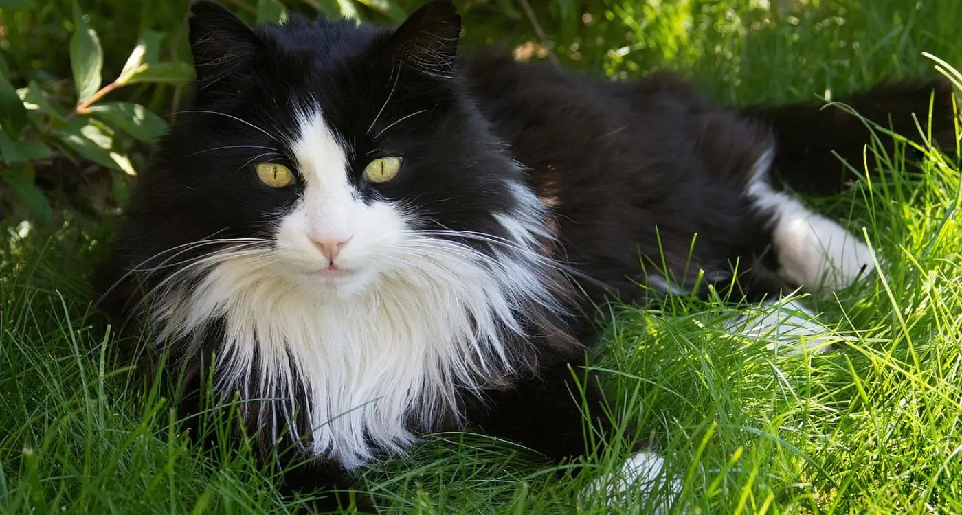 The Allure of Black‑and‑White Cats