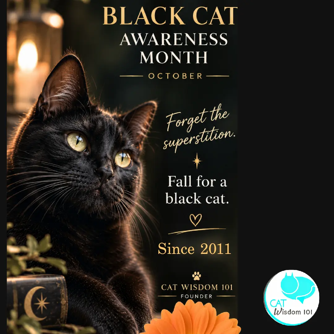 Black Cat Awareness Month Marks a Decade of Advocacy