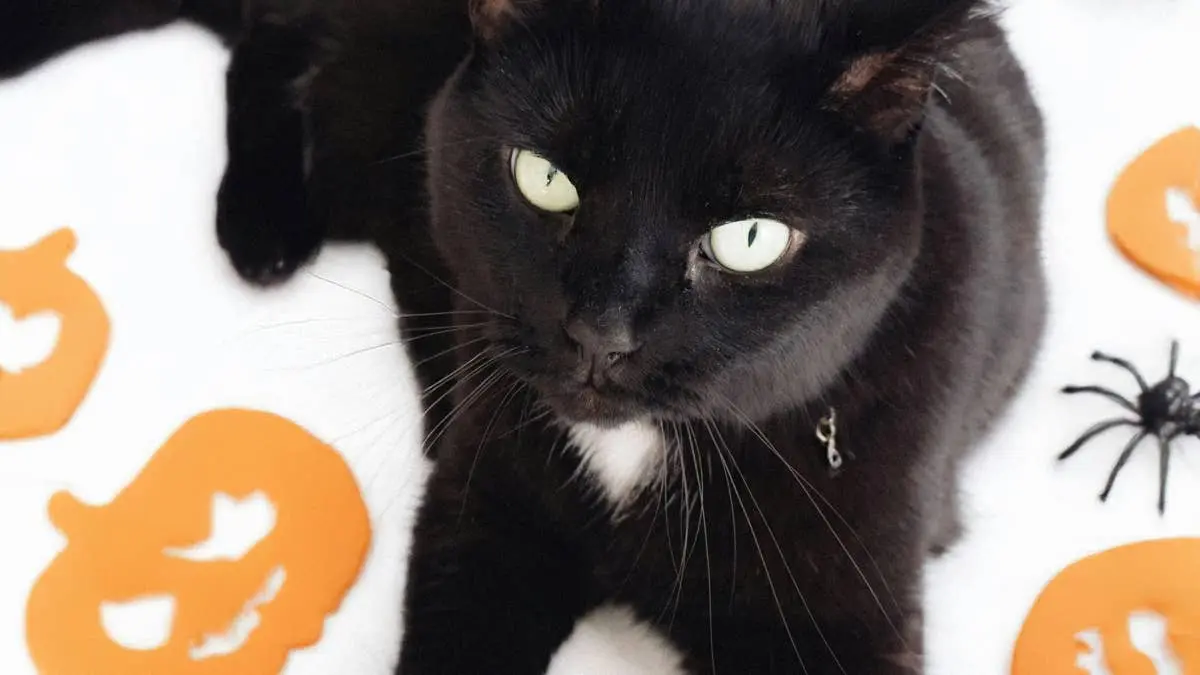 Black Cat Bakes Biscuits for Halloween