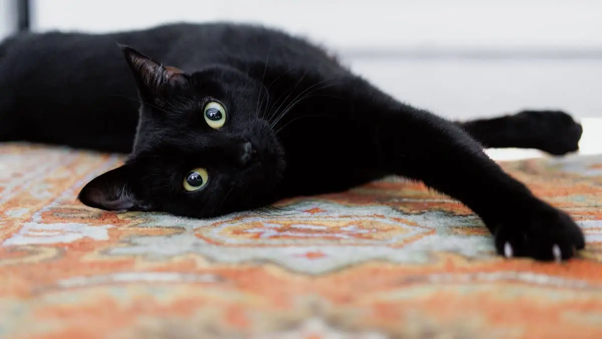 Black Cat Finds New Home by Jumping Through Woman's Window