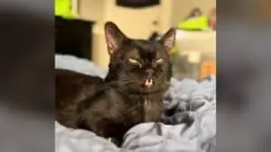 Black Cat With Dwarfism Displays Distinctive Vampire-Like Fangs
