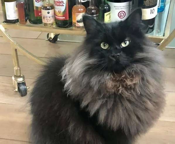 Black Cats: More Than Just a Superstition