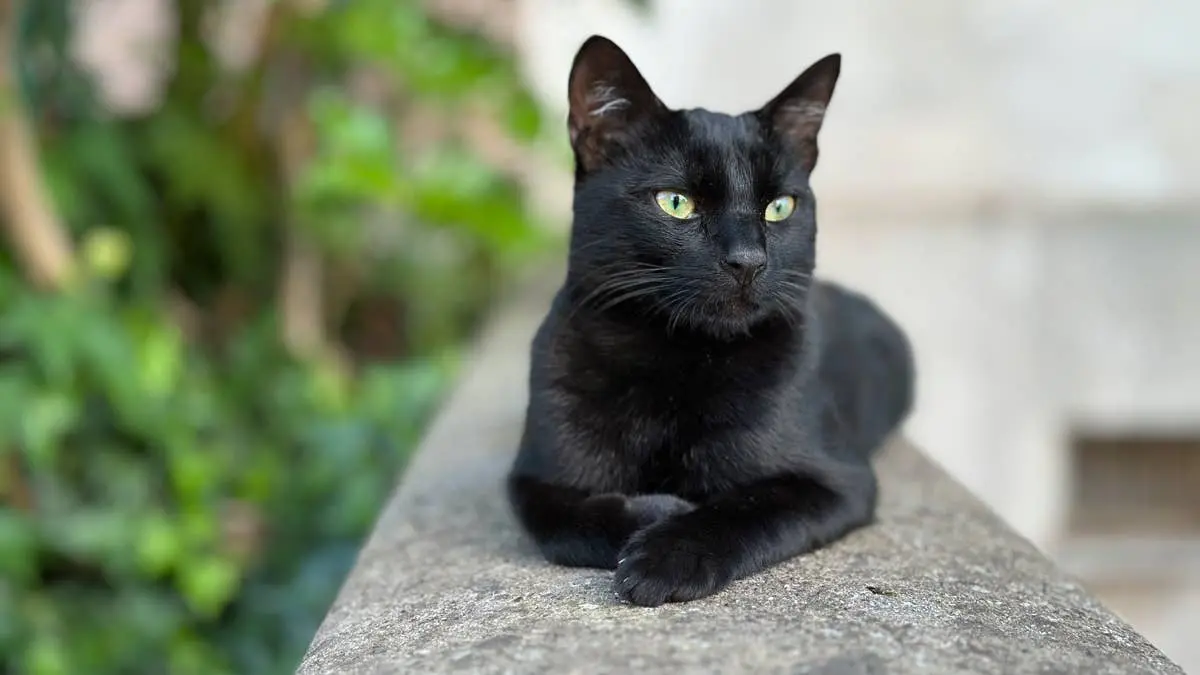 Black Cats Steal Hearts with Sweet Personalities