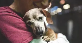 Blind Dachshund Finds Comfort After Shelter Abandonment