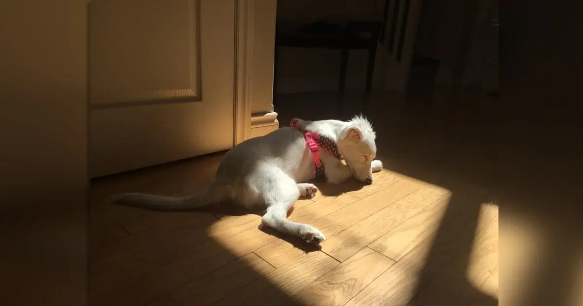 Blind, Deaf Puppy Born From Bad Breeding Finds Someone To Love Her