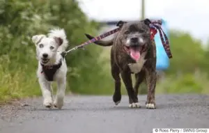 Blind Dog Has His Own Seeing Eye Dog—And They’re Both Looking For A Forever Home Together!