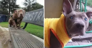 Blind Pit Bull Left Alone on Park Bench Finds New Home and New Purpose