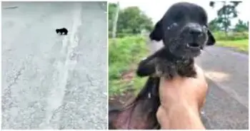 Blind Puppy Rescued After Being Abandoned Alone in the Woods