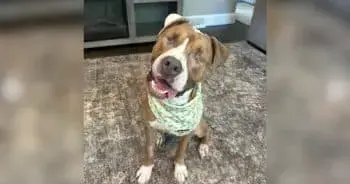 Blind Rescue Dog Learns His Way Around and Lives Life Full Speed Ahead