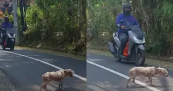 Bobby’s Transformation: From Street Stray to Beloved Family Pet