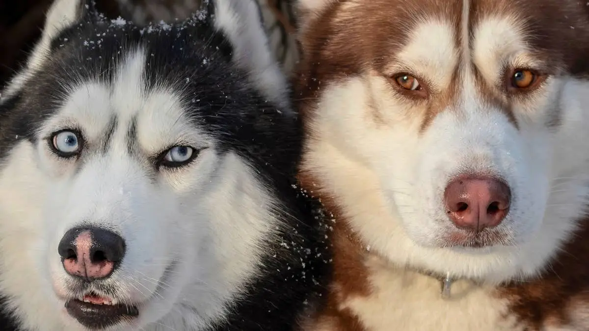 Bonded Huskies at LA Shelter Find Hope After Owner Shares Emotional Story