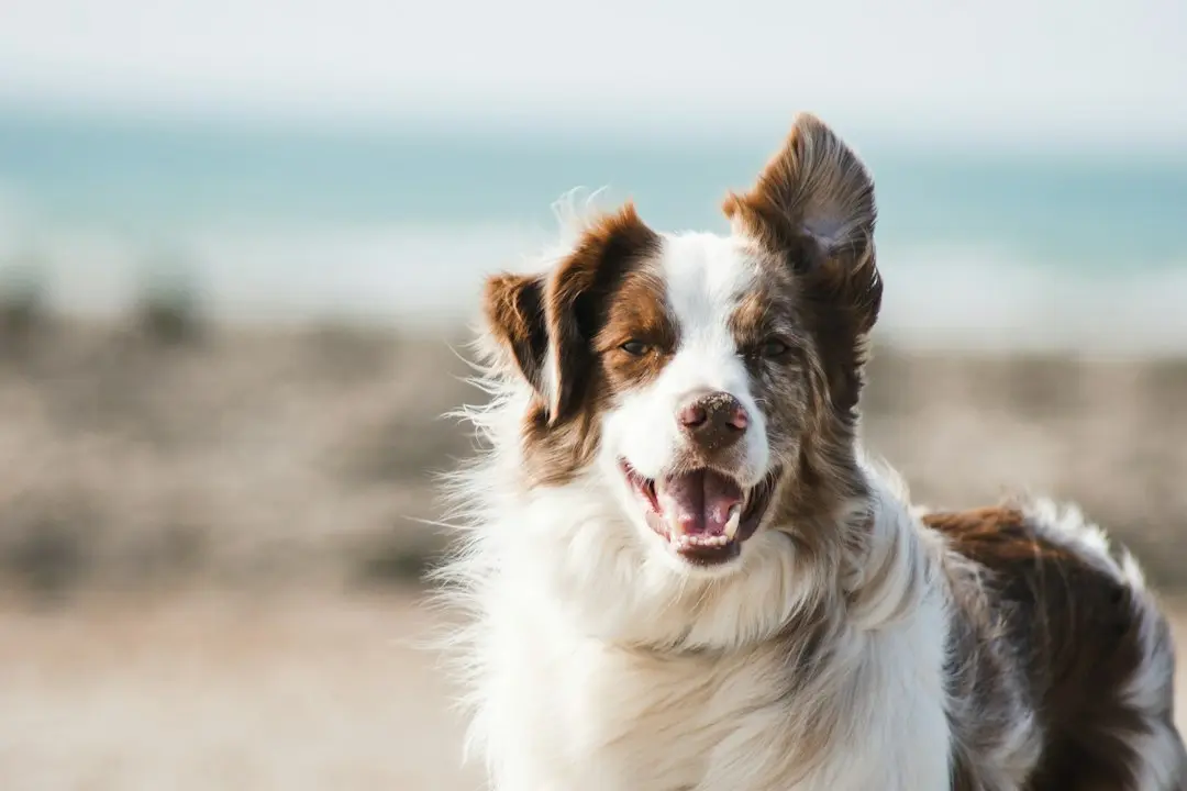 Border Collie’s Stiff Greeting Hints at Household Chaos