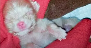 Breeder Abandons Albino Puppy After Finding No Profit in Tiny Litter