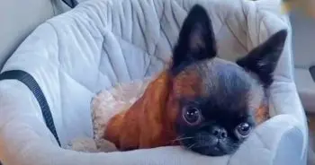 Breeder Hides Dwarfsim From New Owner, Vet Reacts With Shock